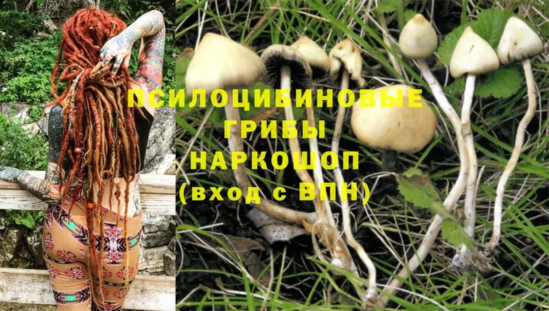 Псилоцибиновые грибы Cubensis  блэк спрут ТОР  Инсар 